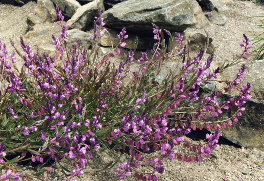 Polygala vulgaris en fleurs dans une pelouse calcaire ensoleillée des Alpes